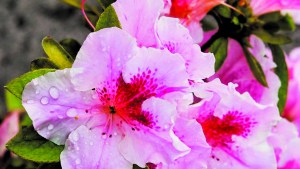 Tres arbustos para colorear la primavera