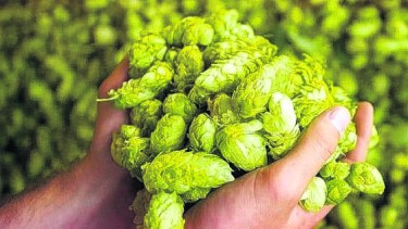 En la firma Klaus Liebrecht buscan desarrollar variedades de lúpulo no tradicionales, como para abastecer al mercado interno y ganar terreno en el exterior. Foto: archivo