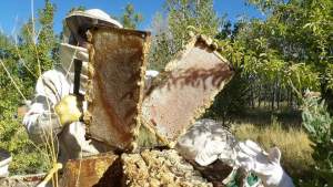 Exportan miel desde Catriel hacia Alemania y también podría llegar a Japón