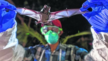 Los investigadores llevaron a cabo entre finales de 2020 y principios de 2021 una misión en Laos para estudiar murciélagos. 