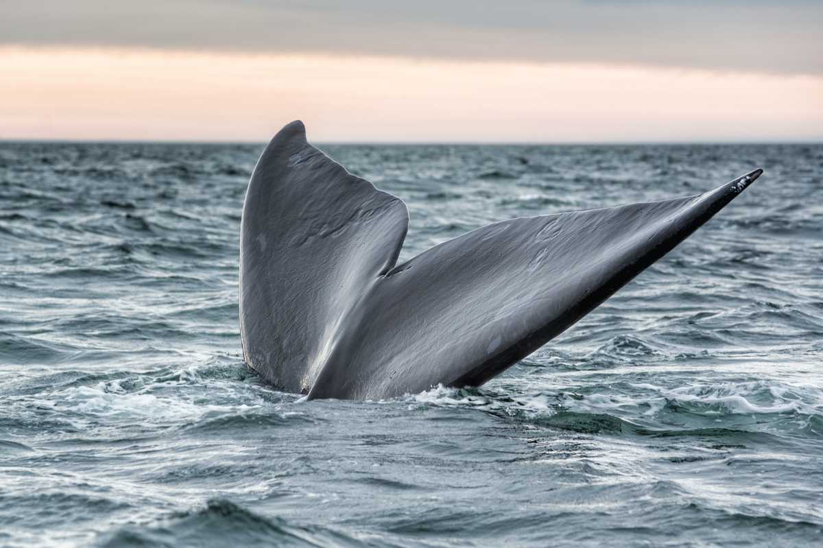 El maravilloso espectáculo de las ballenas en las cálidas aguas del Golfo San Matías al norte de la Patagonia. 