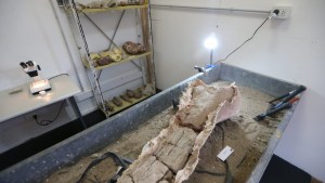 Neuquén inauguró las nuevas instalaciones de un laboratorio arqueológico y paleontológico