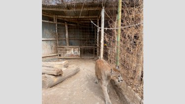 El puma Pancho fue trasladado a su nuevo hogar en Cipolletti