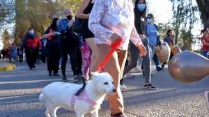 Maltrato animal: convocan a una movilización regional en Roca este jueves