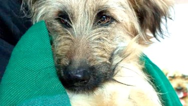 "Valiente" la cachorra tirada en el basural, después de haber sido atropellada y quedar sin movilidad