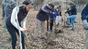 Plantaron 9.000 árboles exóticos de Bariloche en la Línea Sur