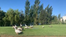 Imagen de Polémica por la visita masiva de gansos en las lagunas de un barrio costero en Neuquén