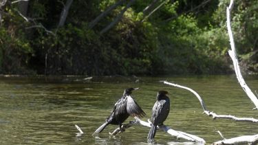 La laguna fue un antiguo brazo del Limay que se transformó en un humedal urbano con diversidad de aves. Foto Florencia Salto.