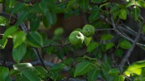 La Peña: Siempre verdes o naranjas agrias, todo vale a la hora del juego