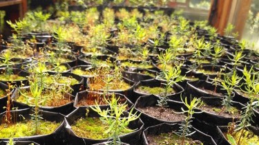 Parte del proyecto presentado en el parque Nahuel Huapi consiste en que cada turista plante un árbol en el vivero y realice su seguimiento mediante una app. Archivo