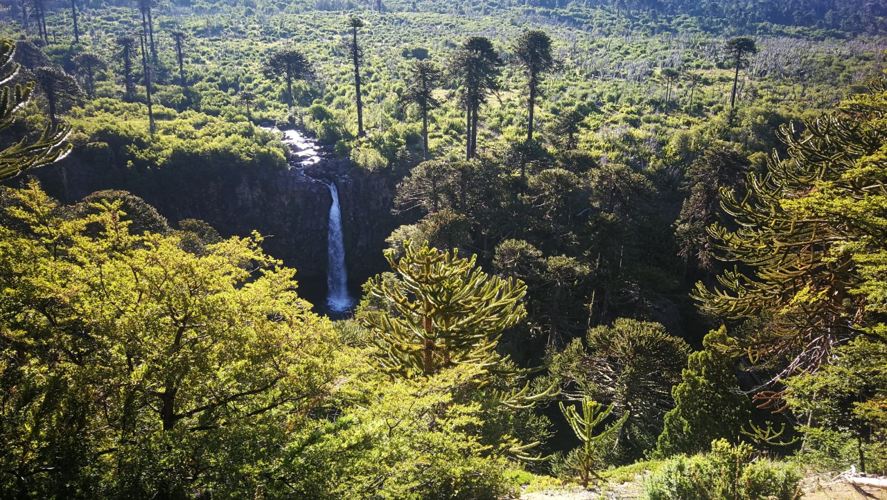 Cascada Coloco, Aluminé, un salto de agua de 30 metros de altura rodeado de araucarias.