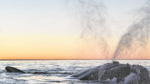 Ballenas y humanos, una convivencia que plantea desafíos