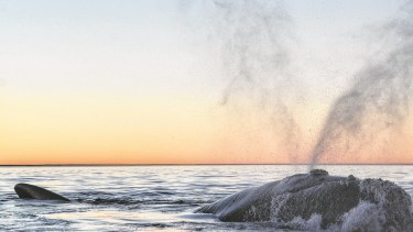 Ballena franca en Las Grutas. Foto Martín Brunella. 