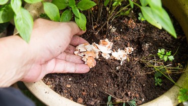 Recetas caseras para abonar las plantas