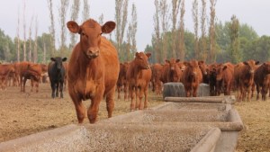 Dictan en Viedma una Diplomatura sobre Producción Bovina