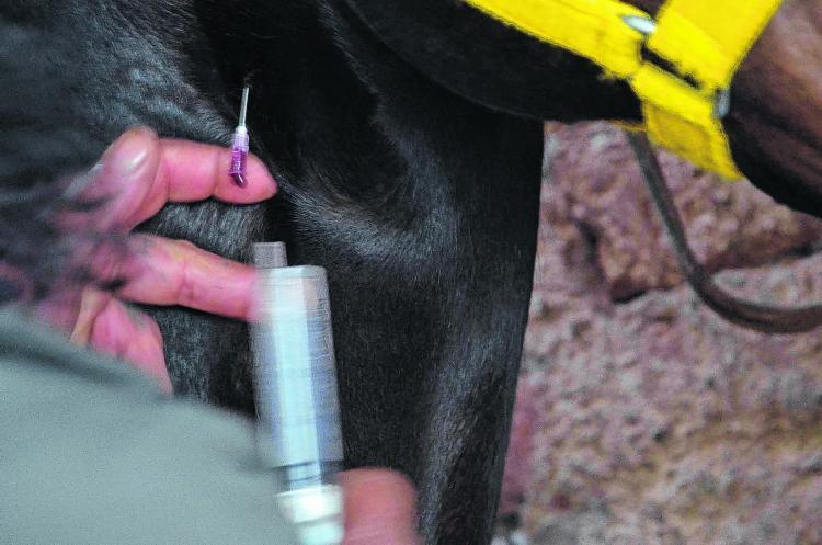 En los últimos años ha habido varias causas por dóping a caballos. 