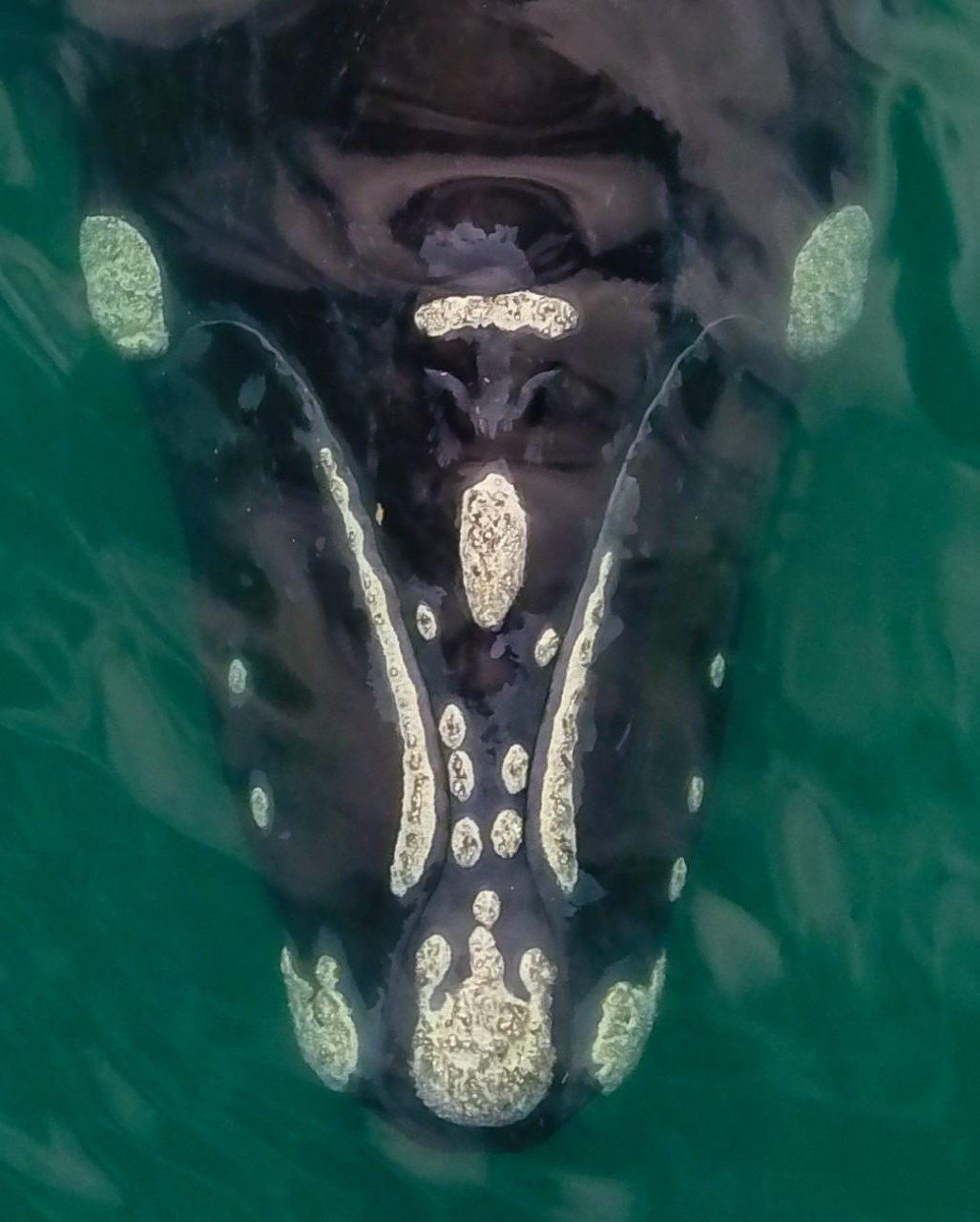 Reproducción. Las ballenas llegan al Golfo San Matías a finales de julio para reproducirse