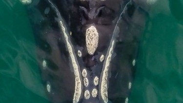 Reproducción. Las ballenas llegan al Golfo San Matías a finales de julio para reproducirse