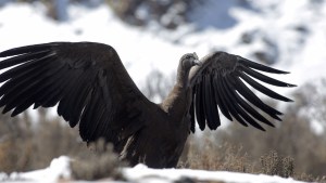 Liberaron en Mendoza a un cóndor juvenil andino luego de ser rehabilitado