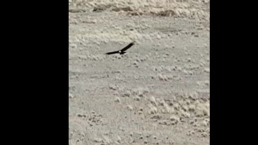 Un cóndor cautivó con su vuelo a los turistas en La Rinconada