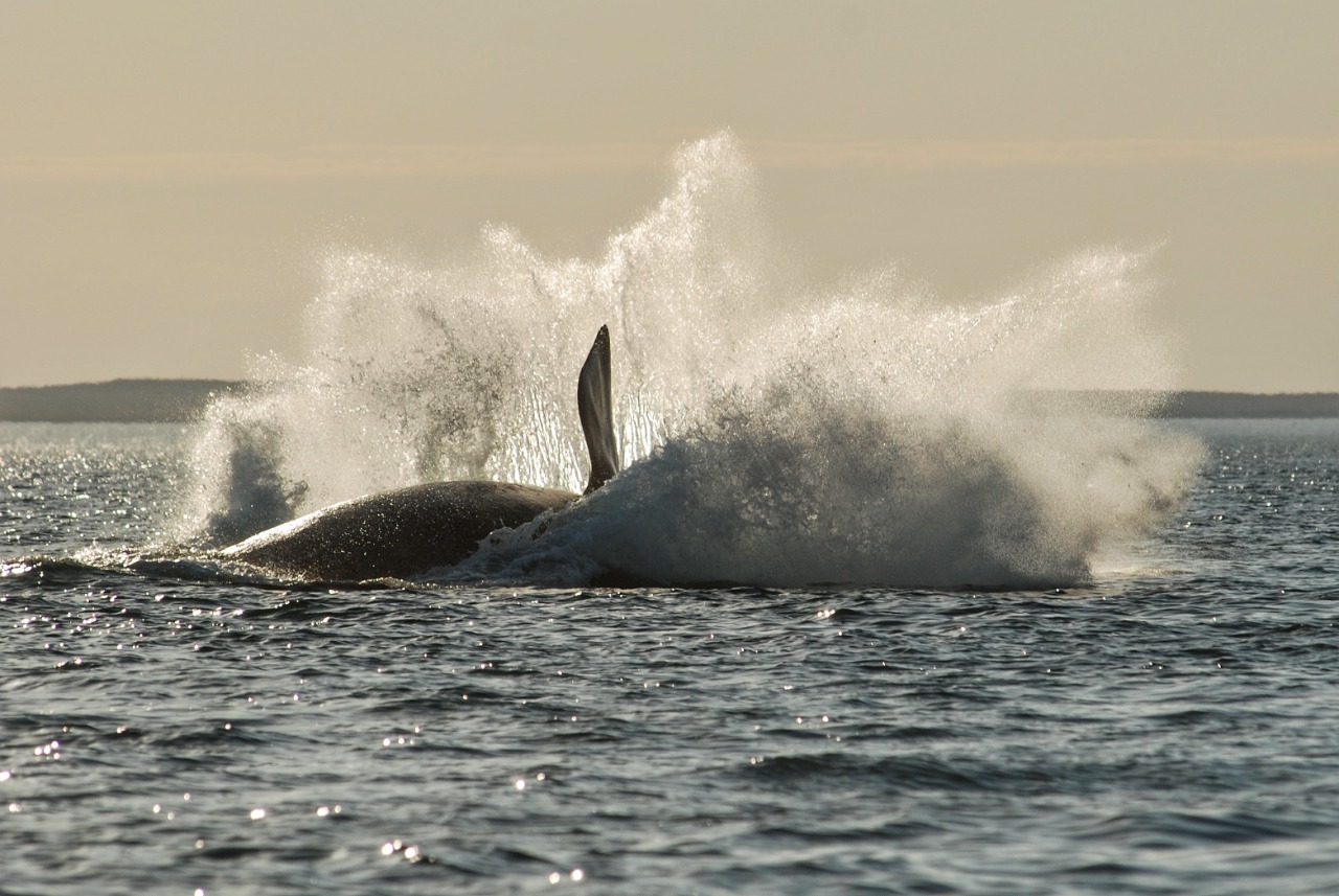 ¡Splash! Una ballena franca austral y el extraordinario espectáculo natural en el golfo San Matías, en la costa de Río Negro. Foto: Martín Brunella. 
