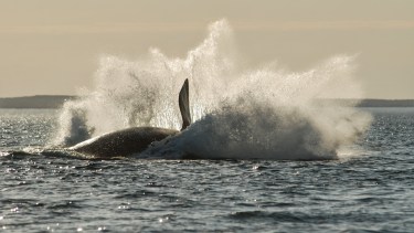 ¡Splash! Una ballena franca austral y el extraordinario espectáculo natural en el golfo San Matías, en la costa de Río Negro. Foto: Martín Brunella. 