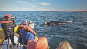 Avistaje de ballenas: arrancó la mejor época en el Golfo San Matías