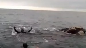 Video | Un buzo se subió a una ballena en el puerto de San Antonio, lo compartió en sus redes y lo denunciaron en la Justicia