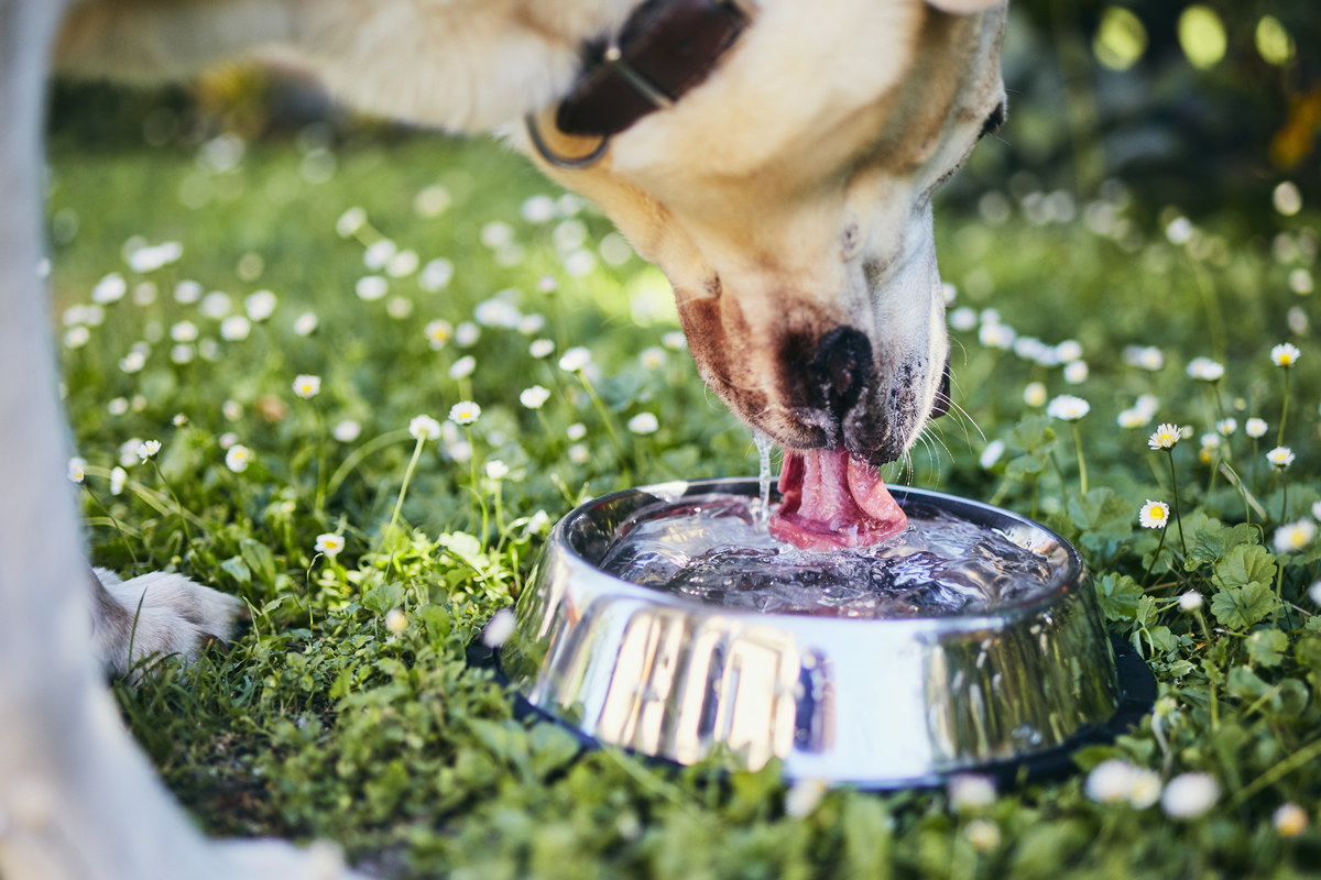 Los perros no recibían agua ni comida suficientes. (Gentileza - foto ilustrativa).-