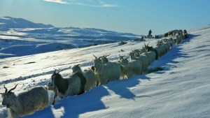 Norte neuquino: entre la nieve, le abrió camino a sus chivas para que puedan comer
