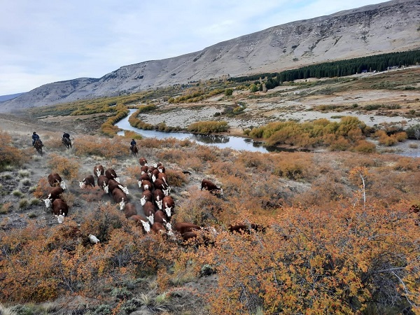 Los ganaderos neuquinos dicen que no pueden descargar los campos por el cepo a la exportación (Sociedad Rural del Neuquén)