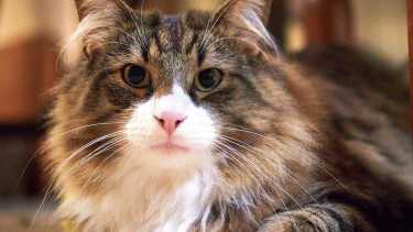 Es importante la desparasitación en los gatos, una vez al mes, según la veterinaria