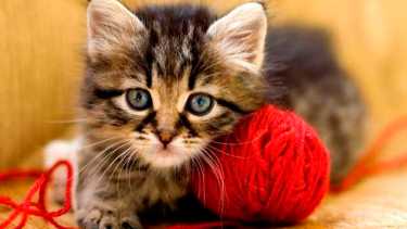 En gatos de pequeña edad, las pulgas suelen afectar su salud severamente, si no se trata.