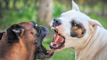 Denuncian que un vecino les mató el perro porque estaba peleando con otro. Foto: referencia