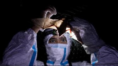 La principal conclusión sería que existen virus muy cercanos al SARS-CoV-2 en los murciélagos, capaces de infectar al hombre sin animal intermediario, como el pangolín.