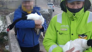 Tránsito interrumpido por dos cisnes dormidos en el puente Neuquén-Cipolletti