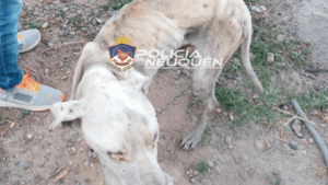 En un allanamiento en Centenario rescataron a un animal maltratado
