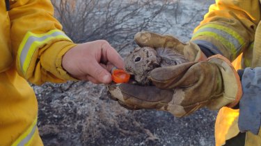 Uno de los animales rescatados del incendio. (Gentileza Bomberos Picún Leufú).-