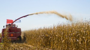El campo se pone en guardia por las exportaciones de maíz