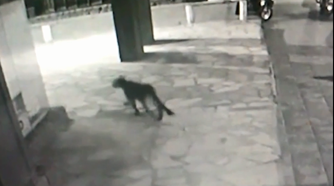 Días atrás un puma se paseó por el centro de Bariloche durante la madrugada y fue captado por cámaras de un edificio. Imagen captura de pantalla