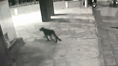 Días atrás un puma se paseó por el centro de Bariloche durante la madrugada y fue captado por cámaras de un edificio. Imagen captura de pantalla