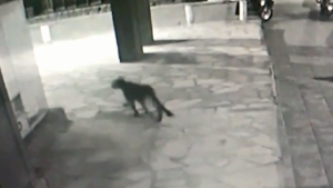 Un puma suelto en el centro de Bariloche: “No va a ser la última vez”