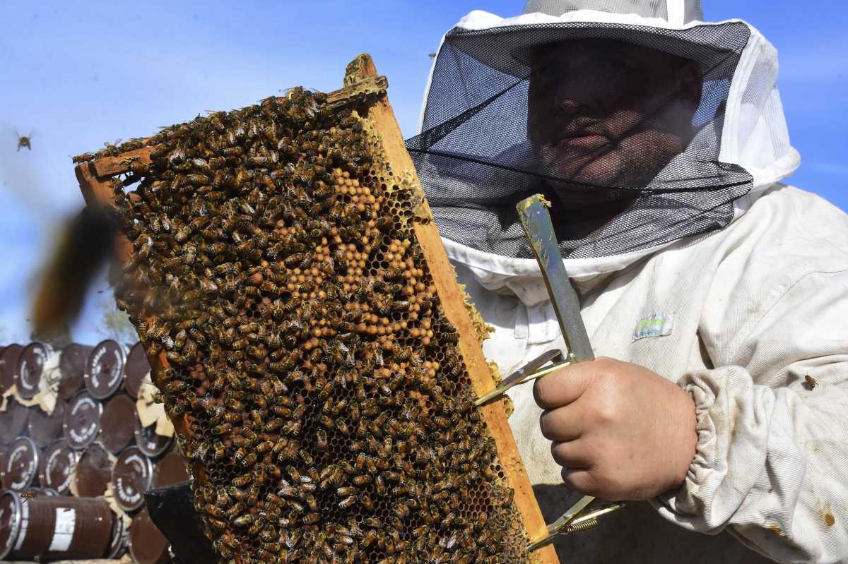 El trabajo de polinización de las abejas es de suma importancia para la producción frutícola. Foto: Cesar Izza