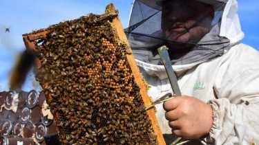 El trabajo de polinización de las abejas es de suma importancia para la producción frutícola. Foto: Cesar Izza