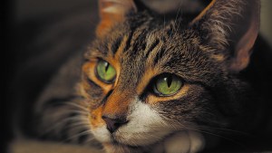 Los virus más peligrosos  que afectan a los gatos