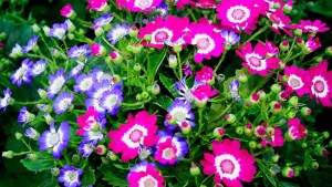 Primavera: las cinerarias, las flores de van Gogh en nuestro jardín