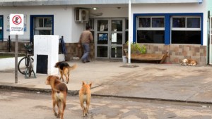 Vecinos de Viedma reclaman por la presencia de perros callejeros