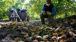 La producción de frutos secos gana espacios en el Idevi