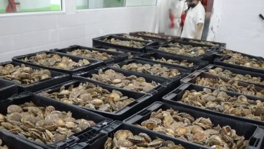 Aún restan definir numerosos puntos sobre cómo sería el criadero de las vieiras. 