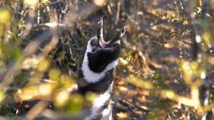 El pingüino al que le preocupa el futuro: la última locura documental del cipoleño Diego Canut